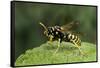 Polistes Dominula (European Paper Wasp)-Paul Starosta-Framed Stretched Canvas