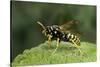 Polistes Dominula (European Paper Wasp)-Paul Starosta-Stretched Canvas