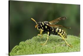 Polistes Dominula (European Paper Wasp)-Paul Starosta-Stretched Canvas