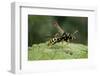 Polistes Dominula (European Paper Wasp)-Paul Starosta-Framed Premium Photographic Print