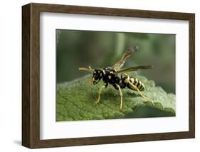 Polistes Dominula (European Paper Wasp)-Paul Starosta-Framed Photographic Print