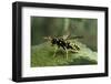 Polistes Dominula (European Paper Wasp)-Paul Starosta-Framed Photographic Print