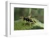 Polistes Dominula (European Paper Wasp)-Paul Starosta-Framed Photographic Print