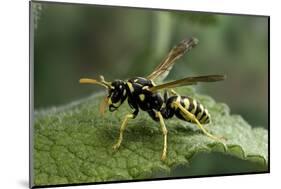 Polistes Dominula (European Paper Wasp)-Paul Starosta-Mounted Photographic Print