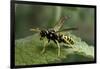 Polistes Dominula (European Paper Wasp)-Paul Starosta-Framed Photographic Print