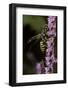 Polistes Dominula (European Paper Wasp)-Paul Starosta-Framed Photographic Print