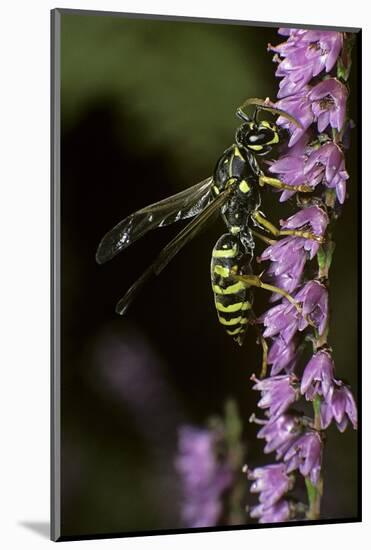 Polistes Dominula (European Paper Wasp)-Paul Starosta-Mounted Photographic Print