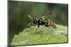Polistes Dominula (European Paper Wasp)-Paul Starosta-Mounted Photographic Print