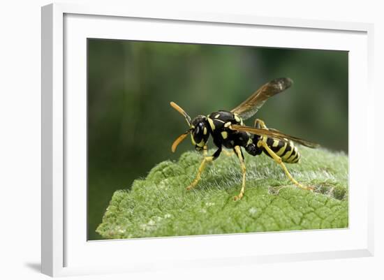 Polistes Dominula (European Paper Wasp)-Paul Starosta-Framed Photographic Print