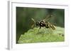 Polistes Dominula (European Paper Wasp)-Paul Starosta-Framed Photographic Print