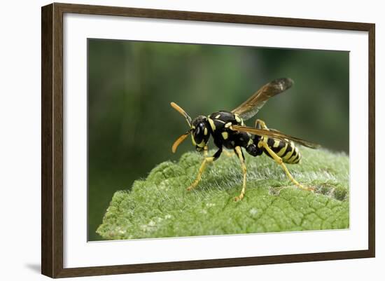 Polistes Dominula (European Paper Wasp)-Paul Starosta-Framed Photographic Print