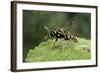 Polistes Dominula (European Paper Wasp)-Paul Starosta-Framed Photographic Print