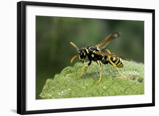 Polistes Dominula (European Paper Wasp)-Paul Starosta-Framed Photographic Print