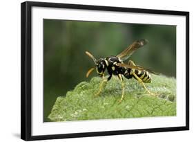 Polistes Dominula (European Paper Wasp)-Paul Starosta-Framed Photographic Print