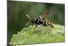 Polistes Dominula (European Paper Wasp)-Paul Starosta-Mounted Photographic Print
