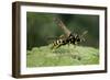 Polistes Dominula (European Paper Wasp)-Paul Starosta-Framed Photographic Print