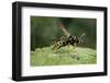 Polistes Dominula (European Paper Wasp)-Paul Starosta-Framed Photographic Print