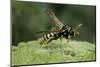 Polistes Dominula (European Paper Wasp)-Paul Starosta-Mounted Photographic Print