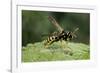 Polistes Dominula (European Paper Wasp)-Paul Starosta-Framed Photographic Print