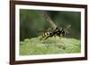 Polistes Dominula (European Paper Wasp)-Paul Starosta-Framed Photographic Print