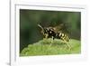 Polistes Dominula (European Paper Wasp)-Paul Starosta-Framed Photographic Print