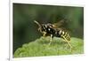 Polistes Dominula (European Paper Wasp)-Paul Starosta-Framed Photographic Print