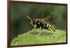 Polistes Dominula (European Paper Wasp)-Paul Starosta-Framed Photographic Print