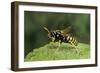 Polistes Dominula (European Paper Wasp)-Paul Starosta-Framed Photographic Print