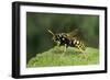 Polistes Dominula (European Paper Wasp)-Paul Starosta-Framed Photographic Print