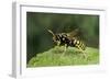 Polistes Dominula (European Paper Wasp)-Paul Starosta-Framed Photographic Print