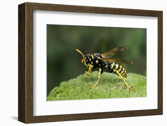 Polistes Dominula (European Paper Wasp)-Paul Starosta-Framed Photographic Print