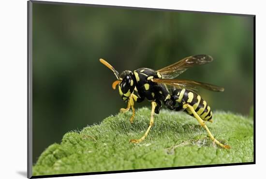 Polistes Dominula (European Paper Wasp)-Paul Starosta-Mounted Photographic Print