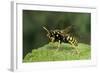 Polistes Dominula (European Paper Wasp)-Paul Starosta-Framed Photographic Print