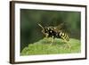 Polistes Dominula (European Paper Wasp)-Paul Starosta-Framed Photographic Print