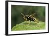 Polistes Dominula (European Paper Wasp)-Paul Starosta-Framed Photographic Print