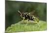 Polistes Dominula (European Paper Wasp)-Paul Starosta-Mounted Photographic Print