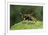 Polistes Dominula (European Paper Wasp)-Paul Starosta-Framed Photographic Print