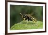 Polistes Dominula (European Paper Wasp)-Paul Starosta-Framed Photographic Print