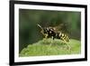 Polistes Dominula (European Paper Wasp)-Paul Starosta-Framed Photographic Print