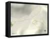 Political Map of Rainelle, WV-null-Framed Stretched Canvas