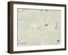 Political Map of Siloam Springs, AR-null-Framed Art Print