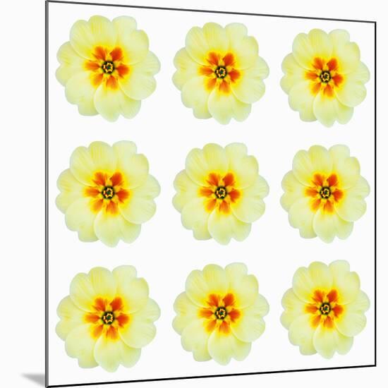 Polka Flowers III-James Guilliam-Mounted Giclee Print