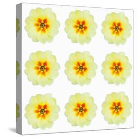 Polka Flowers III-James Guilliam-Stretched Canvas