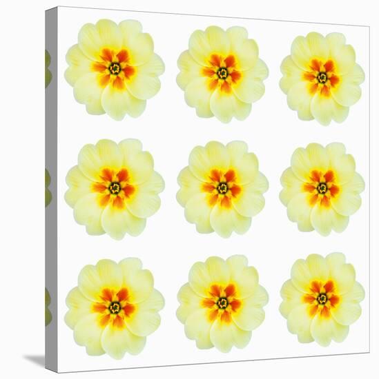 Polka Flowers III-James Guilliam-Stretched Canvas