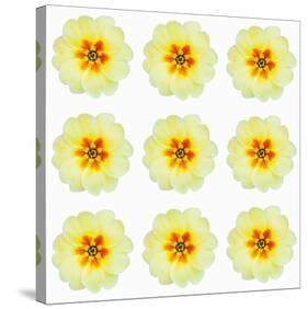 Polka Flowers III-James Guilliam-Stretched Canvas