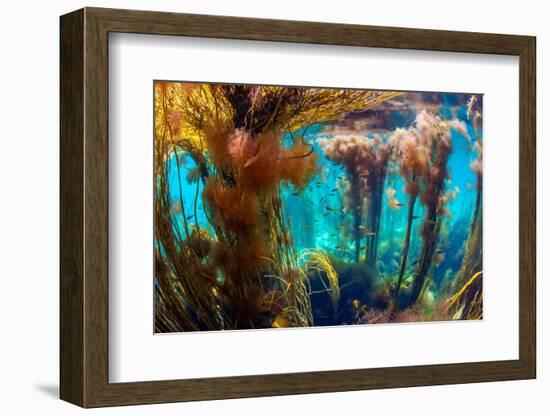 pollack swimming amongst seaweed, uk-alex mustard-Framed Photographic Print