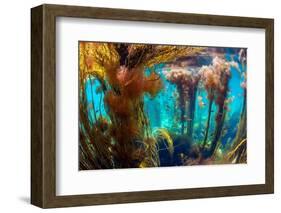 pollack swimming amongst seaweed, uk-alex mustard-Framed Photographic Print