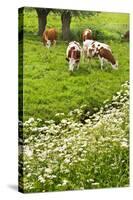 Pollard-Willows, Cow Parsley and Grazing Cows-Colette2-Stretched Canvas