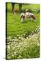 Pollard-Willows, Cow Parsley and Grazing Cows-Colette2-Stretched Canvas