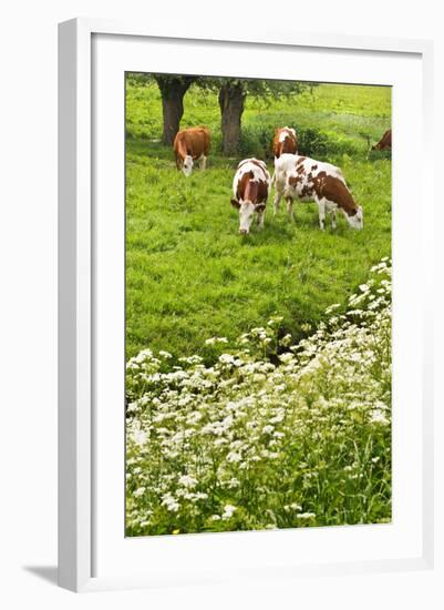 Pollard-Willows, Cow Parsley and Grazing Cows-Colette2-Framed Photographic Print